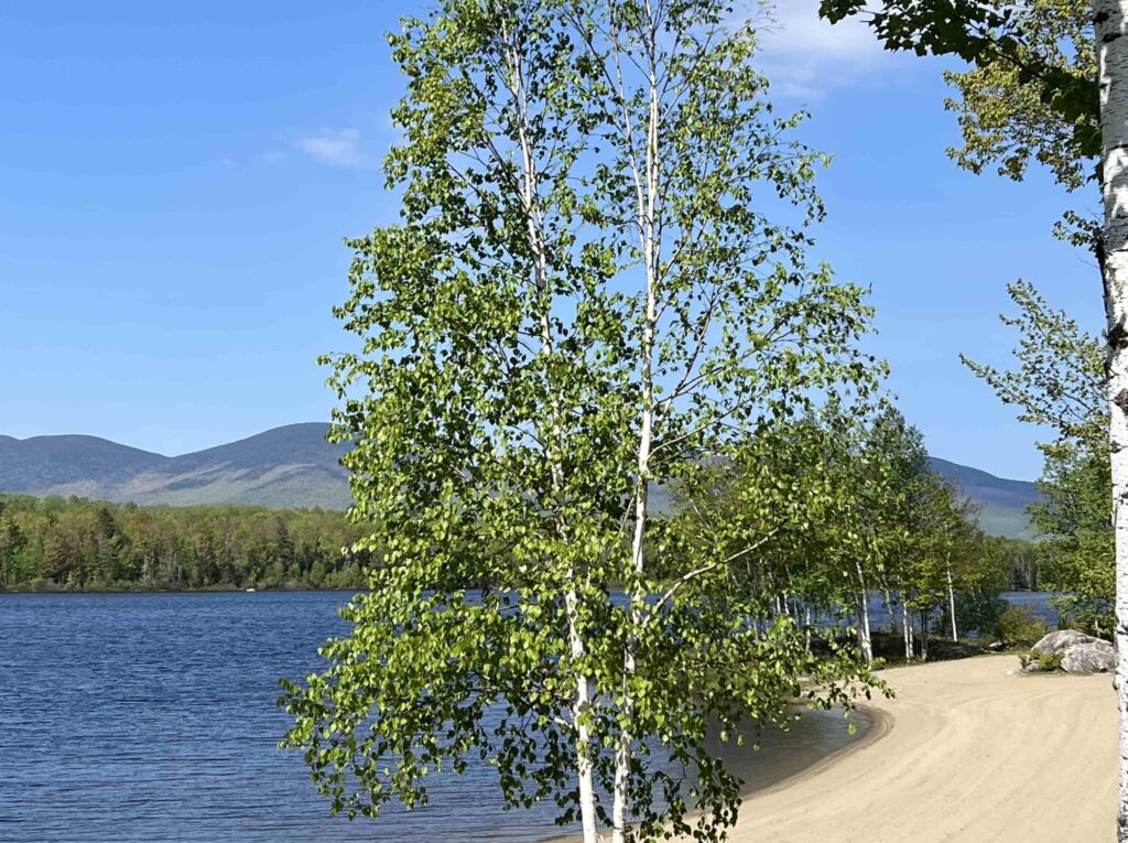 lakeside beautiful tree in new hampshire